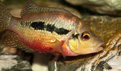 Pielęgnica długopłetwa