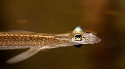 Pez cuatro ojos