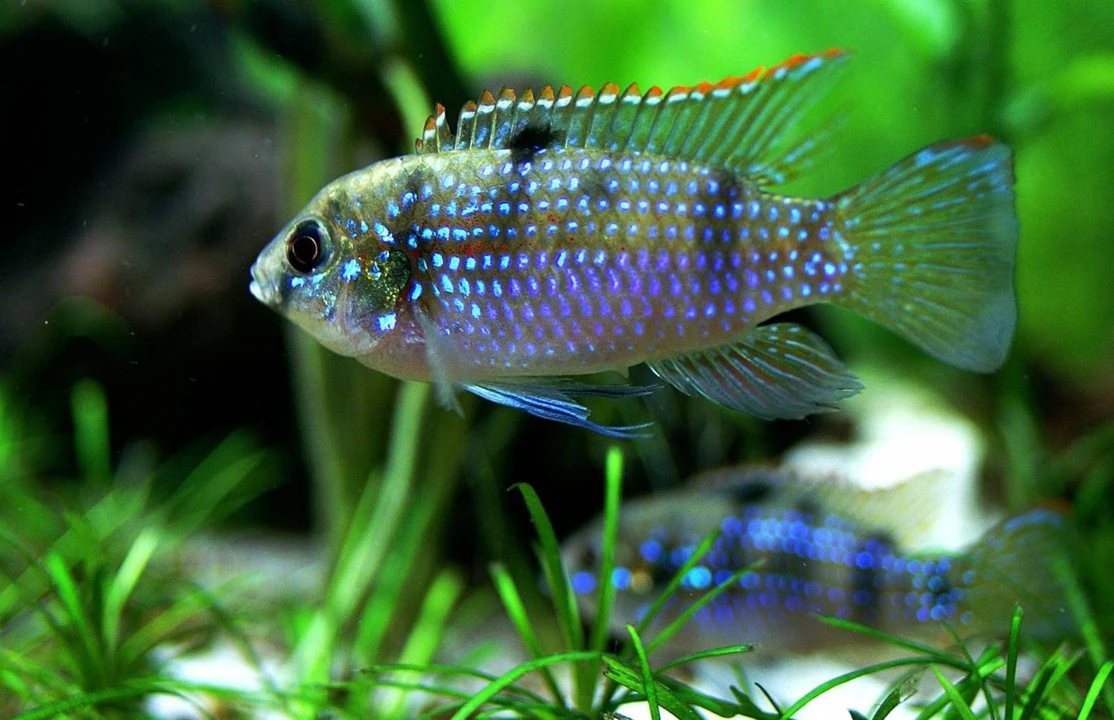 Cichlidé papillon africain