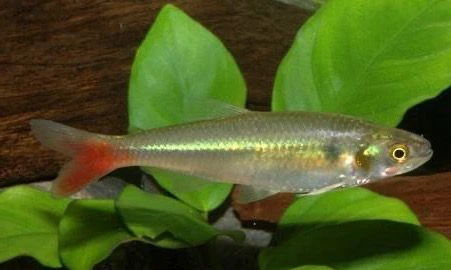 Faux tétra à nageoires rouges