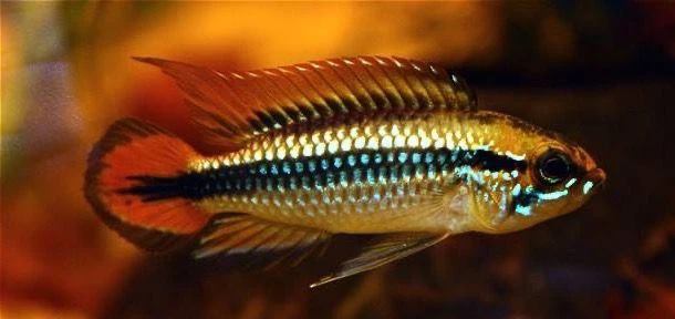 Apistogramma d'Agassiz