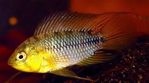 Apistogramma Borellego