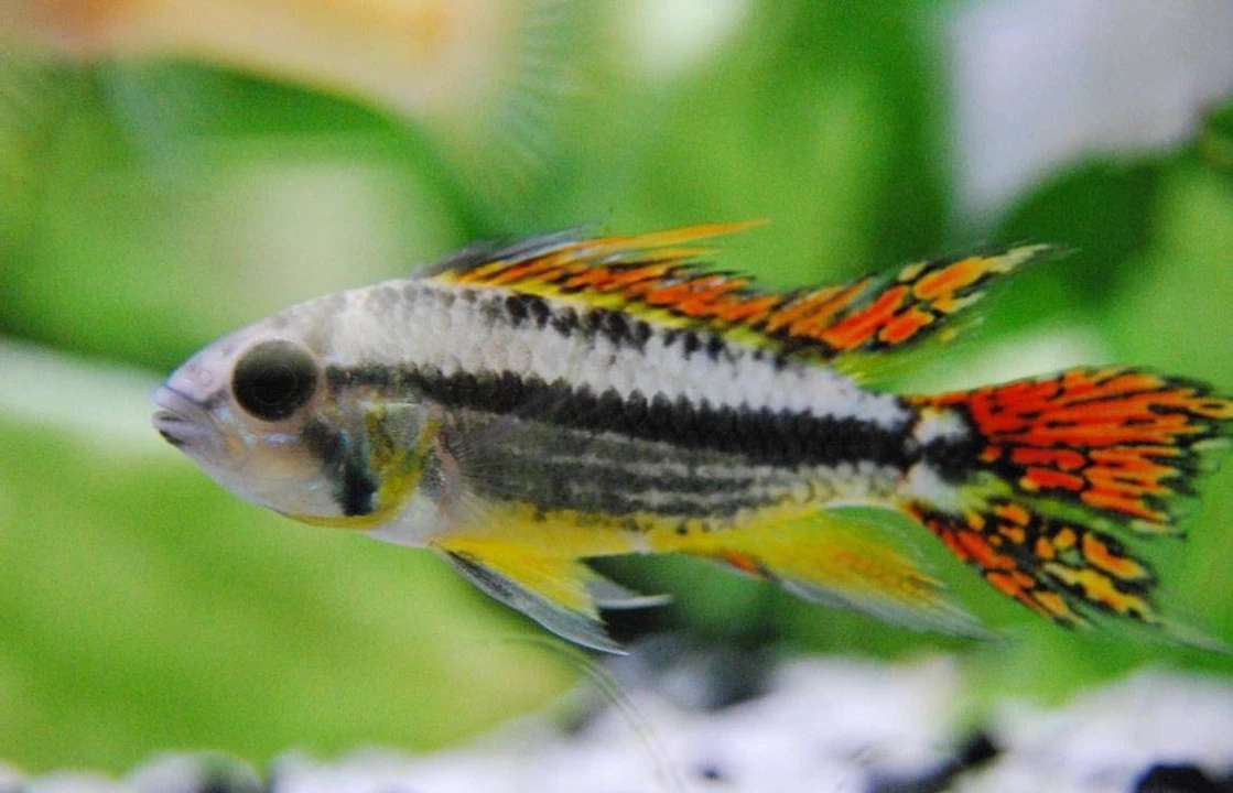 Kakadu-Zwergbuntbarsch