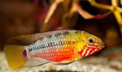 Apistogramma de Hongsloi