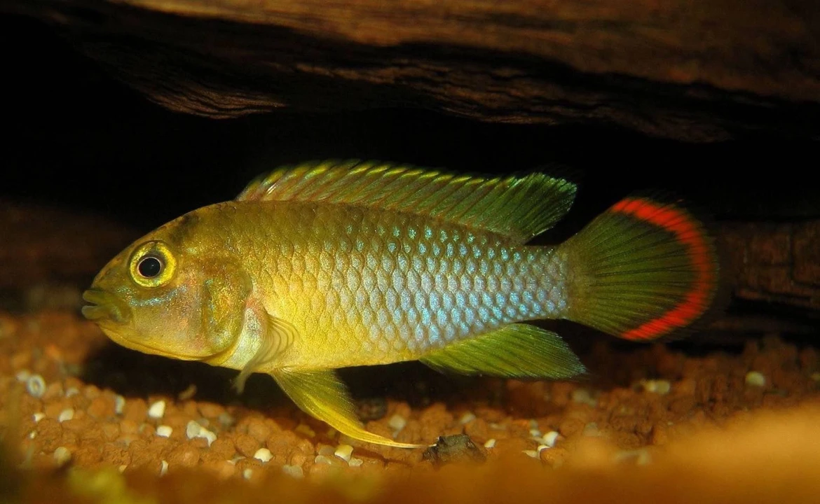 Panda Dwarf Cichlid