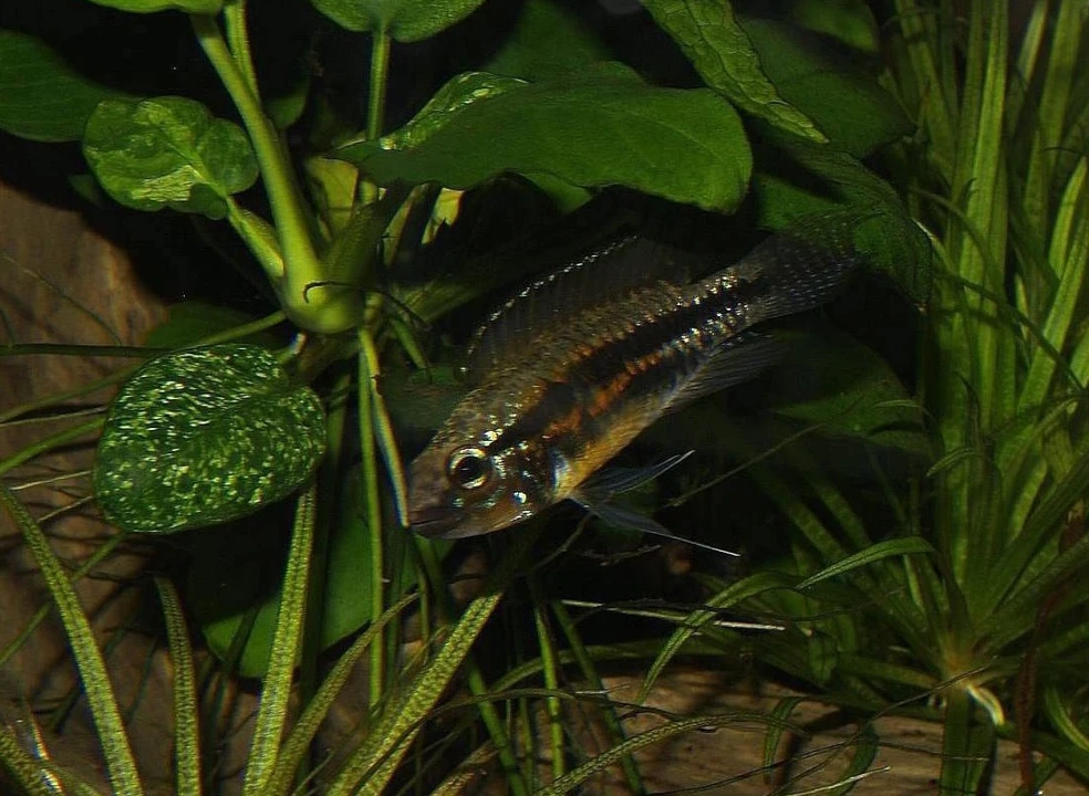 Cíclido enano de pocas escamas