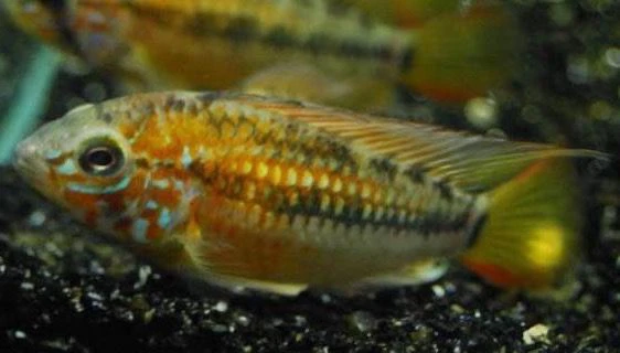 Apistogramma à gorge noire