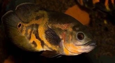 Pielęgnica pawiooka