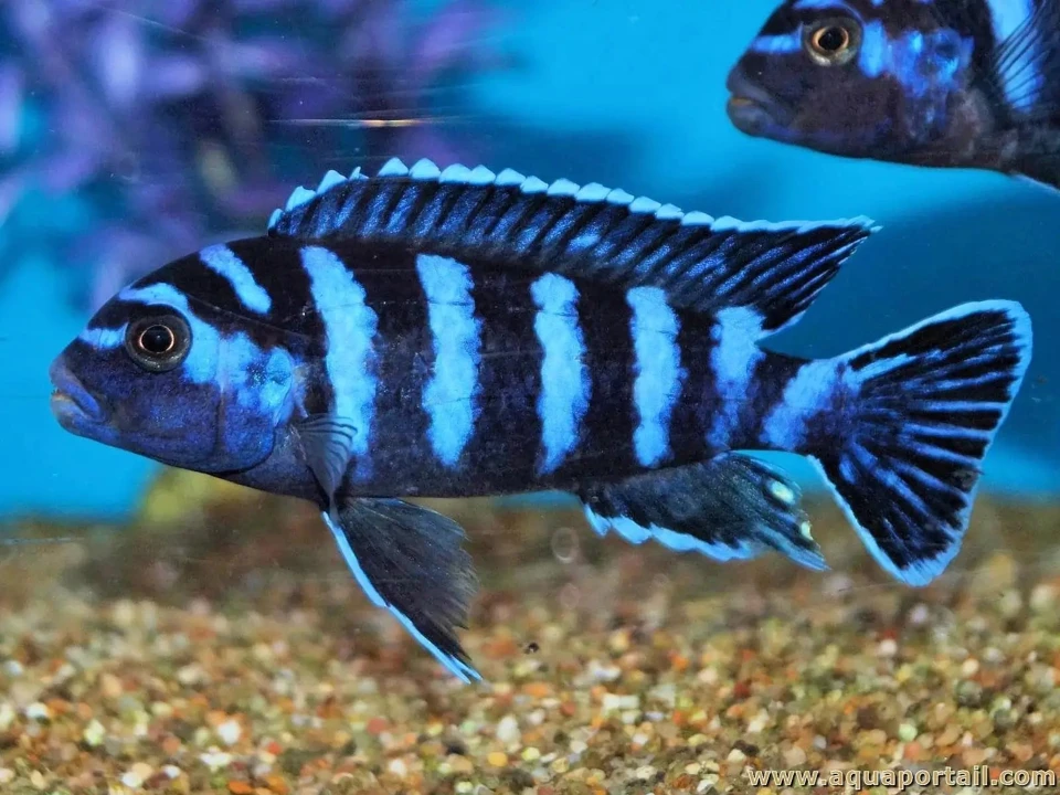 Chindongo demasoni