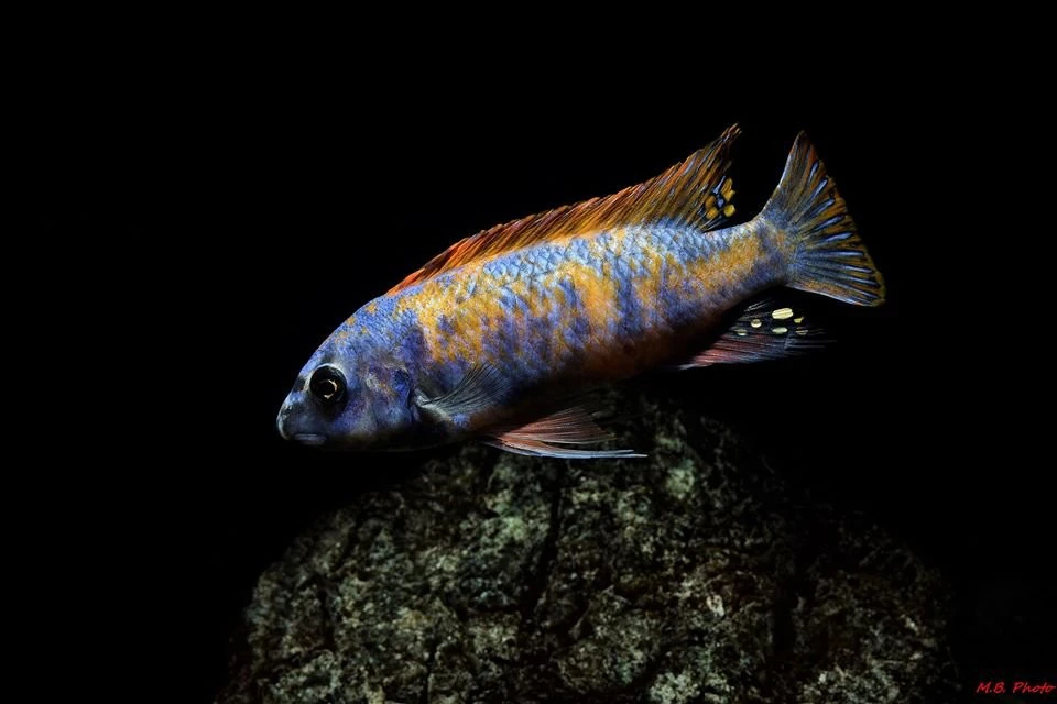 Trewavas's Cichlid