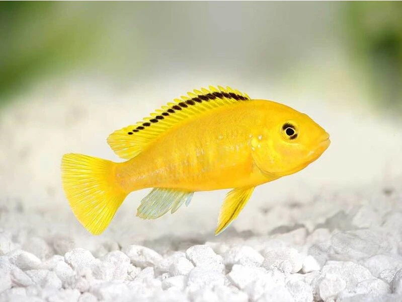 Labidochromis caeruleus