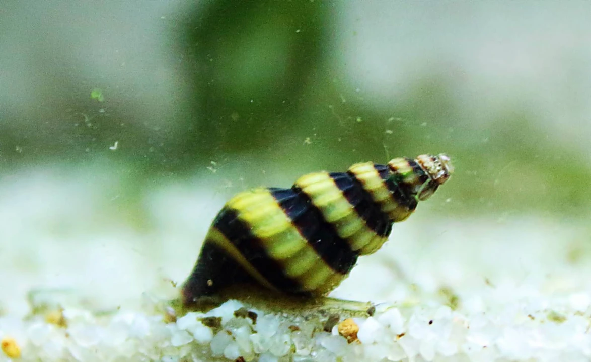 Assassin snail