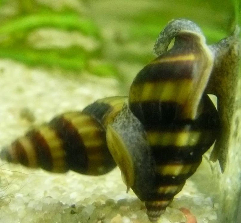 Assassin snail