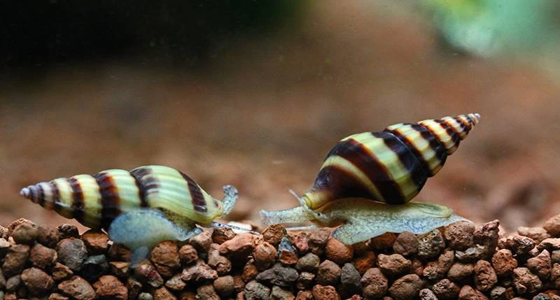 Assassin snail