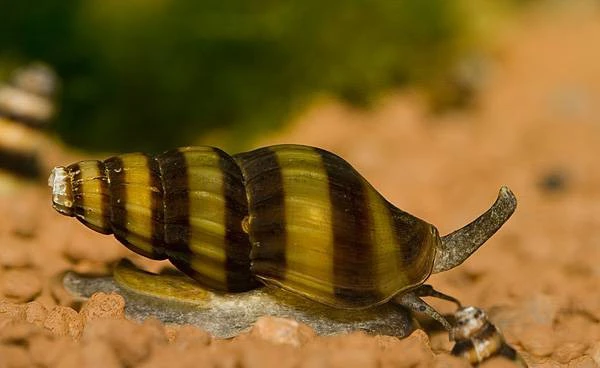 Assassin snail