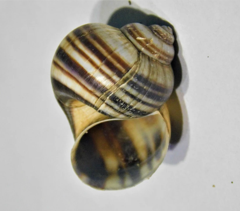Caracol manzana cebra
