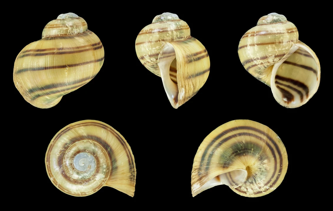 Caracol manzana cebra