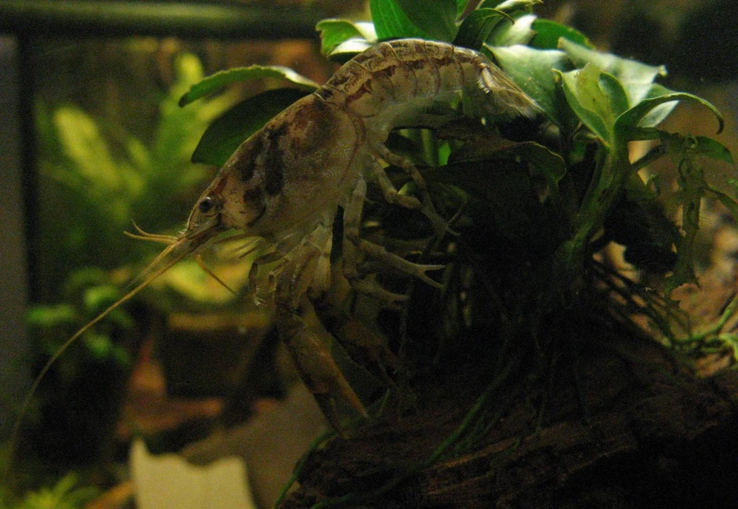 Écrevisse naine de Montezuma