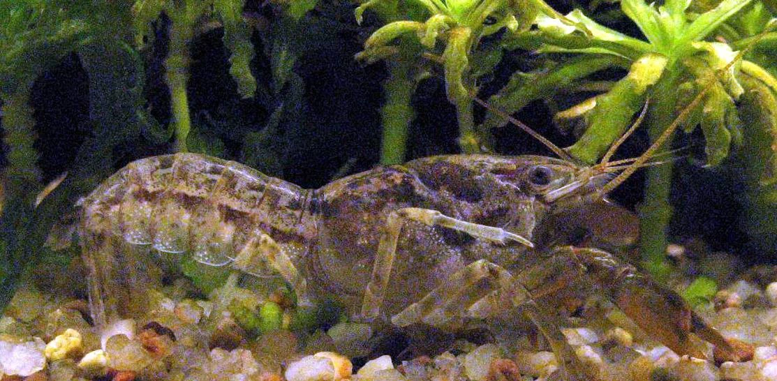 Écrevisse naine de Montezuma