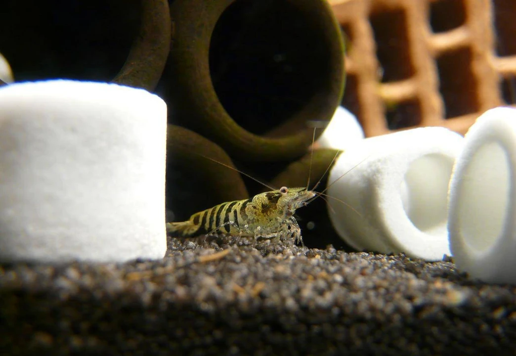 krewetka zebra