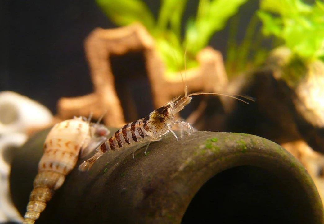 krewetka zebra