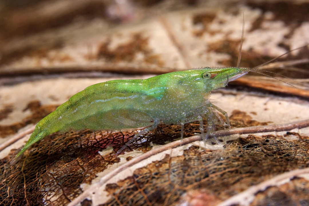 gamba Malaya
