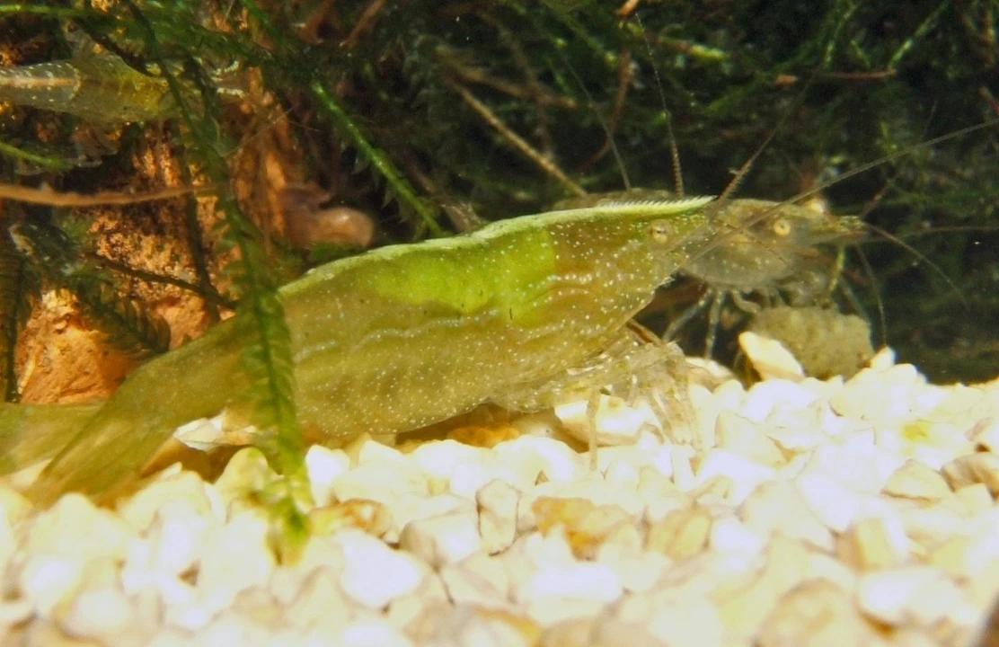 gamba Malaya