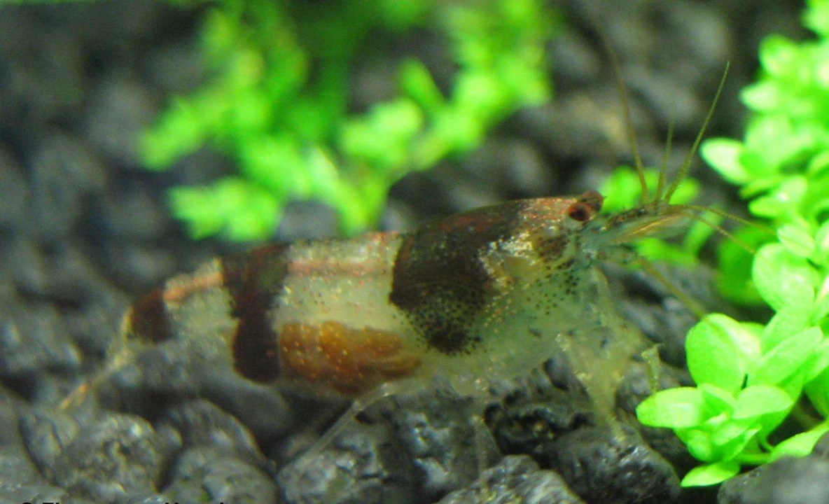 gamba abejorro