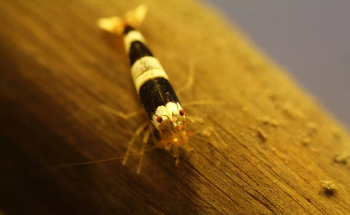 Caridina cf. cantonensis "Black Bee"