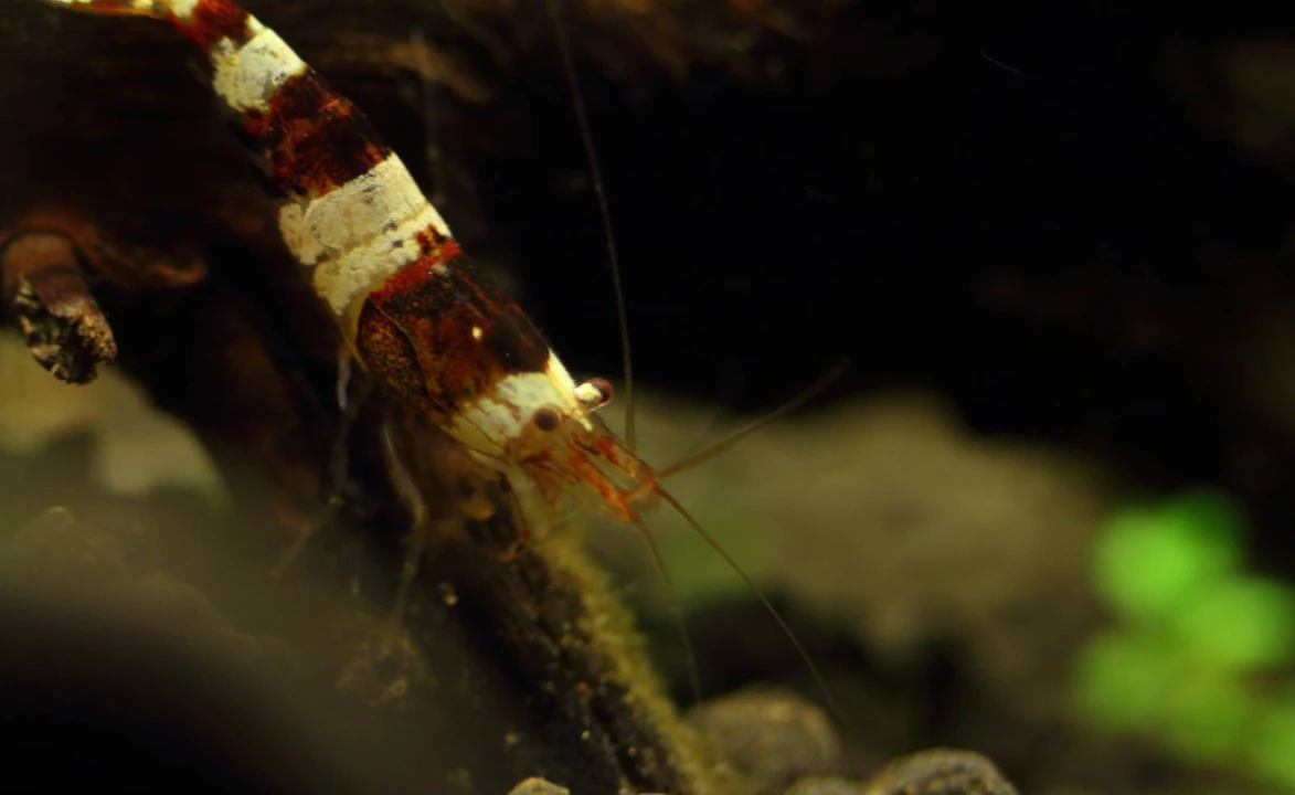 Caridina cf. cantonensis "Black Bee"