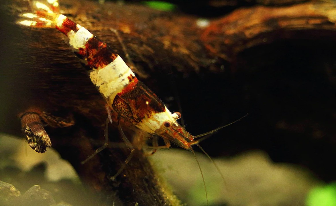 Caridina cf. cantonensis "Black Bee"
