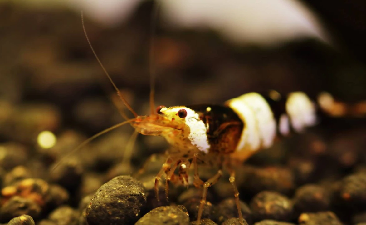 Caridina cf. cantonensis "Black Bee"