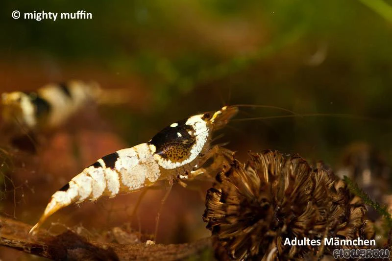 Caridina cf. cantonensis "Black Bee"