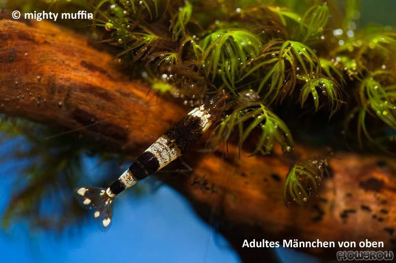 Caridina cf. cantonensis "Black Bee"