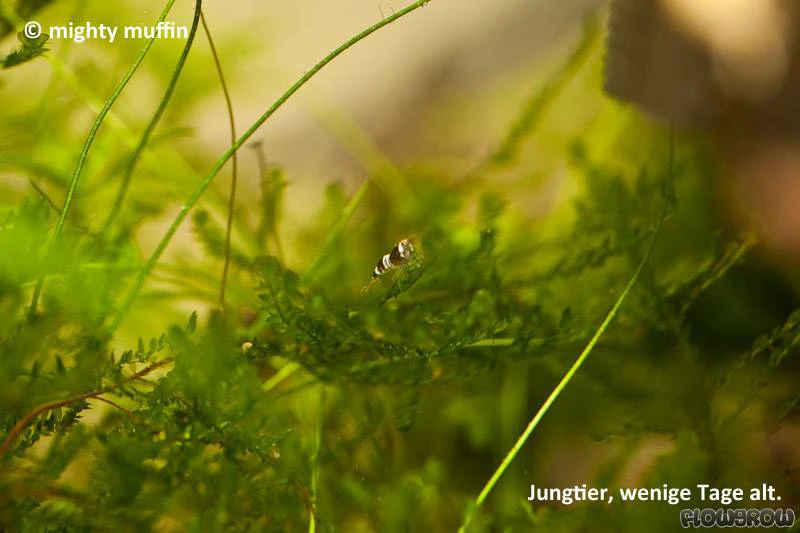 Caridina cf. cantonensis "Black Bee"