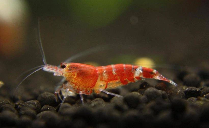 Crystal Red shrimp