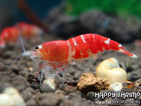 Crystal Red shrimp