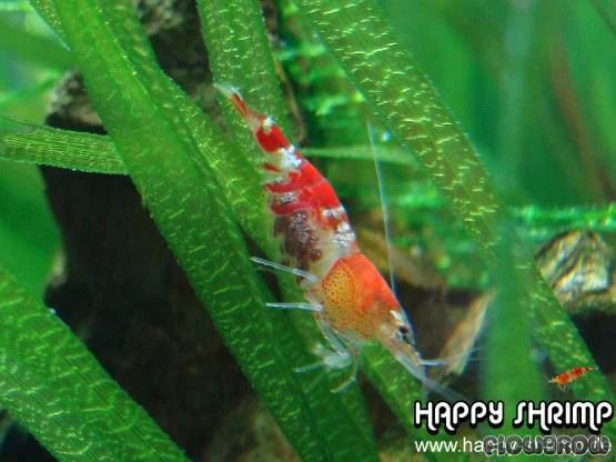 Crystal Red shrimp