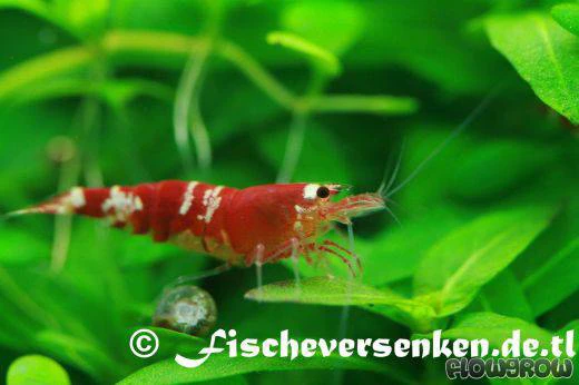 Crystal Red shrimp