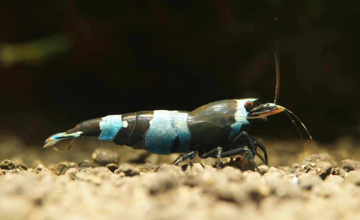 Panda shrimp