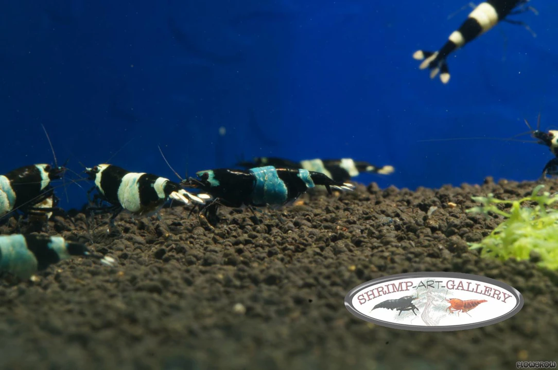 Panda shrimp