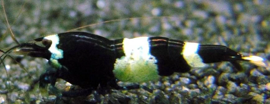 Panda shrimp