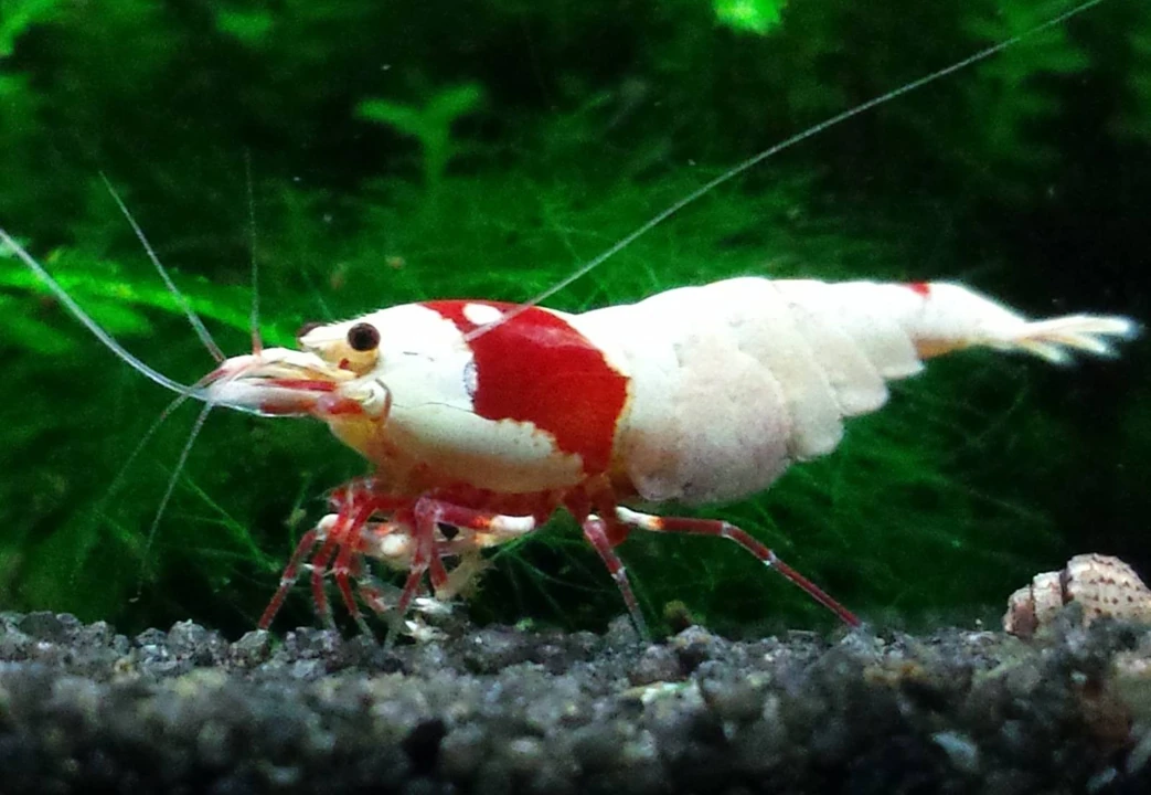 crevette Red Bee