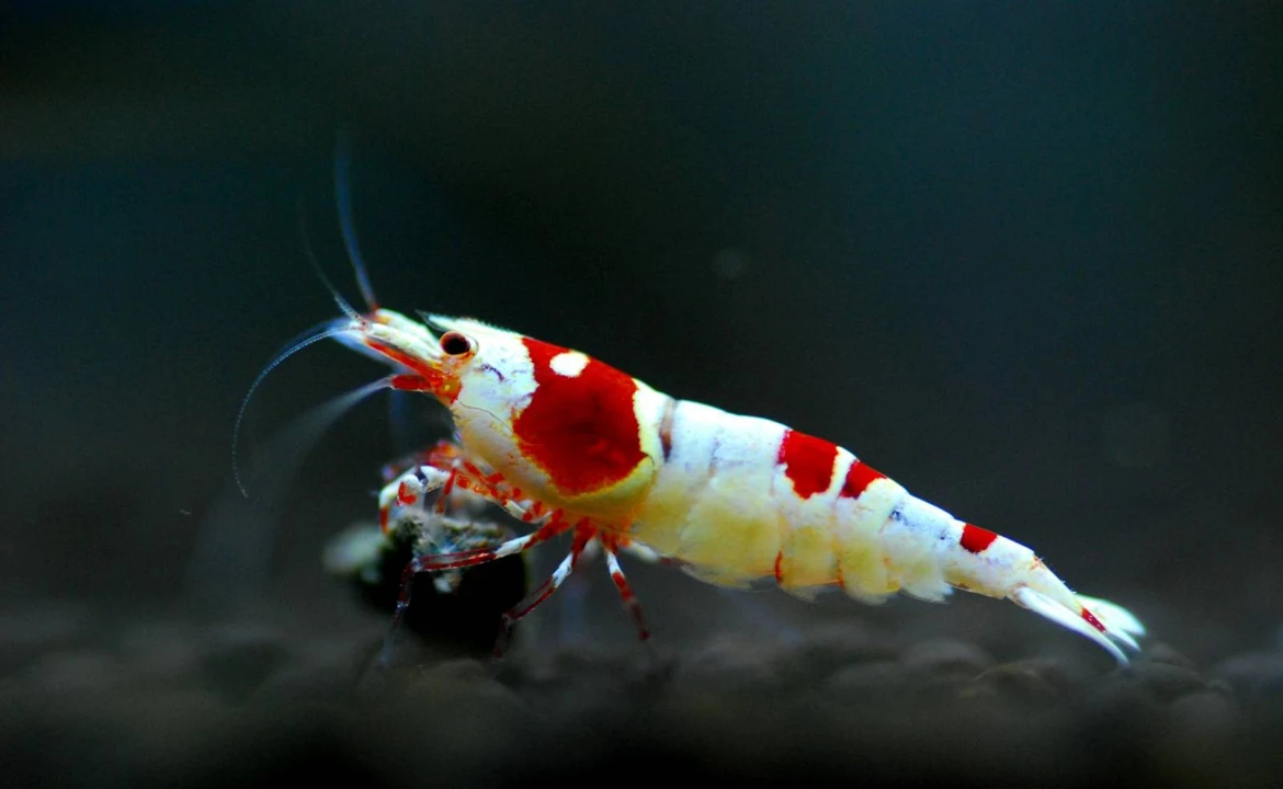 crevette Red Bee