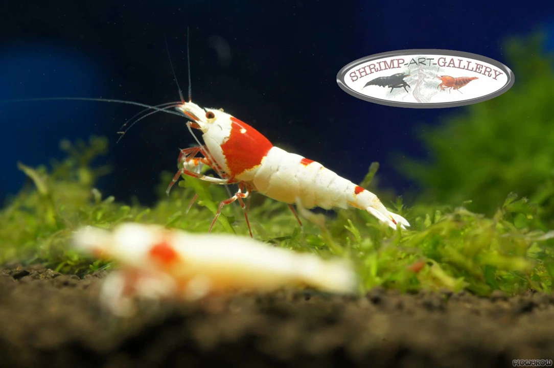 crevette Red Bee