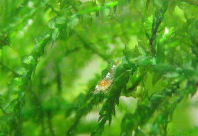 crevette Red Bee