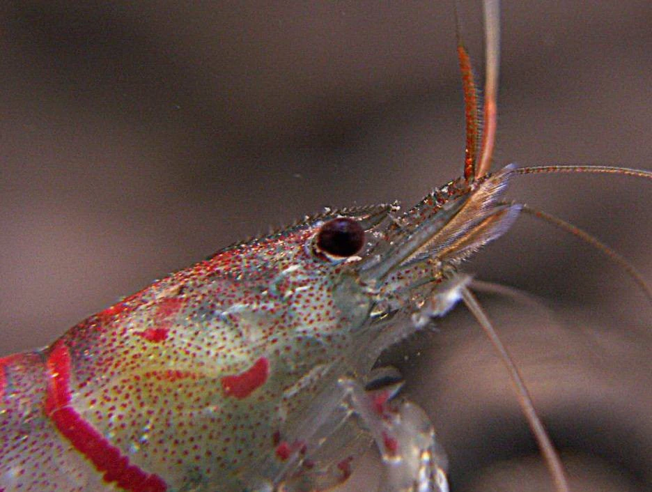 Gamba Red Tiger