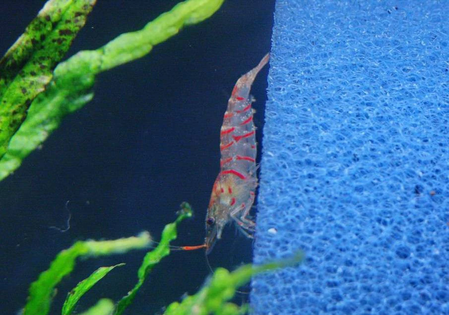 Gamba Red Tiger