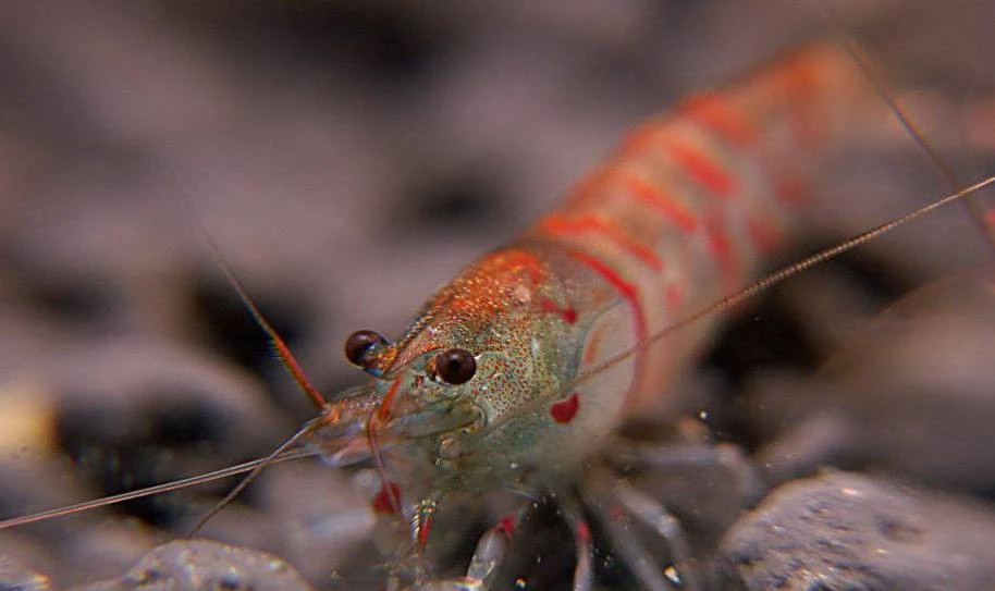 Gamba Red Tiger