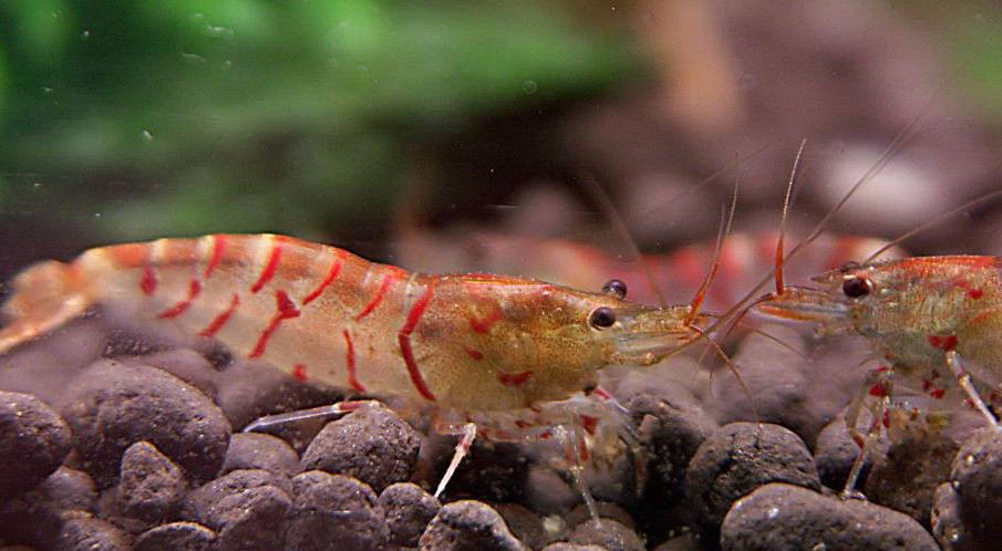Gamba Red Tiger